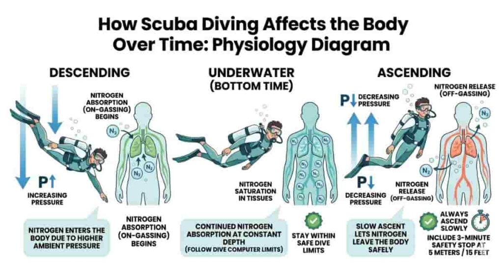 2D vector diagram explaining how scuba diving affects the body through pressure changes and gas absorption over time.